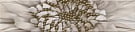 К6131 Zebrano (Зебрано) бежевый бордюр 25*6, Golden Tile